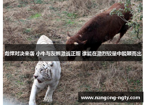 彪悍对决来袭 小牛与灰熊激战正酣 谁能在激烈较量中脱颖而出